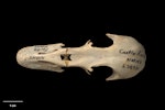 Finsch's duck | Manutahora. Skull, dorsal. Te Papa S.038931. Castle Rocks, Southland. Image © Te Papa.