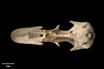 Finsch's duck | Manutahora. Skull, ventral. Te Papa S.038931. Castle Rocks, Southland. Image © Te Papa.