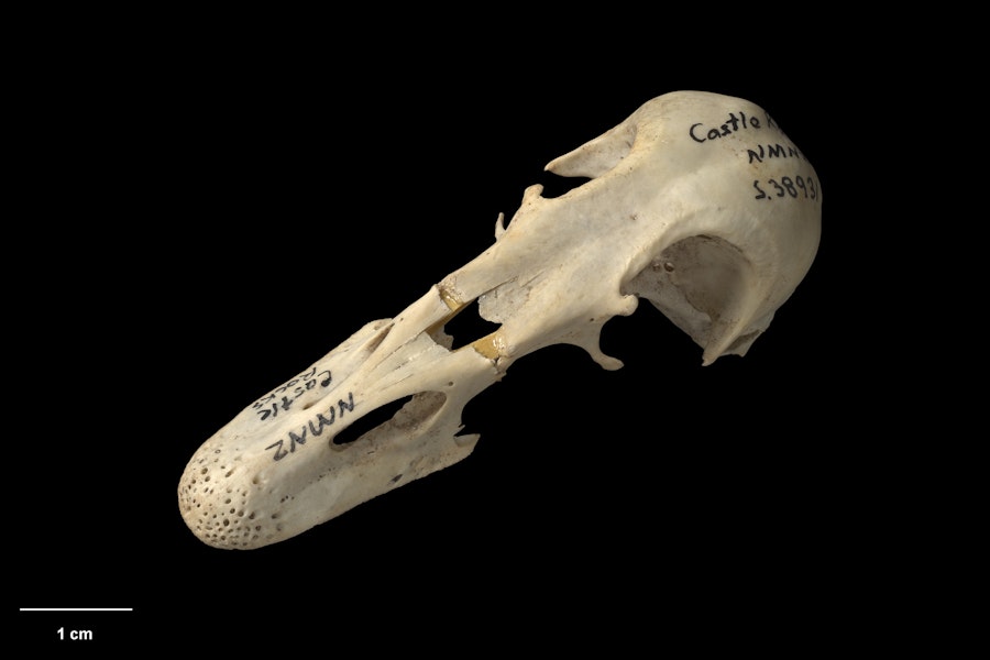 Finsch's duck | Manutahora. Skull, oblique. Te Papa S.038931. Castle Rocks, Southland. Image © Te Papa.