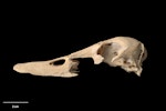 Chatham Island duck. Skull, lateral. Te Papa S.029475. Maunganui Beach, east of Washout Creek, Chatham Island. Image © Te Papa.