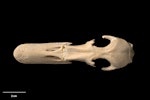 Chatham Island duck. Skull, dorsal. Te Papa S.029475. Maunganui Beach, east of Washout Creek, Chatham Island. Image © Te Papa.