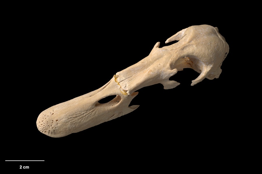 Chatham Island duck. Skull, oblique. Te Papa S.029475. Maunganui Beach, east of Washout Creek, Chatham Island. Image © Te Papa.