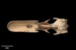 Chatham Island duck. Skull, ventral. Te Papa S.029475. Maunganui Beach, east of Washout Creek, Chatham Island. Image © Te Papa.