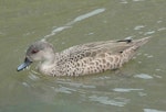 Grey teal | Tētē-moroiti. Adult on water. Hamilton Zoo, October 2011. Image © Alan Tennyson by Alan Tennyson.