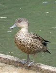 Grey teal | Tētē-moroiti. Adult. Hamilton Zoo, October 2011. Image © Alan Tennyson by Alan Tennyson.