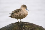 Grey teal | Tētē-moroiti. Adult. Travis Wetland, Christchurch, June 2023. Image © Ben Ackerley by Ben Ackerley.