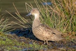 Grey teal | Tētē-moroiti. Adult on land. Lake Okareka, August 2012. Image © Tony Whitehead by Tony Whitehead.