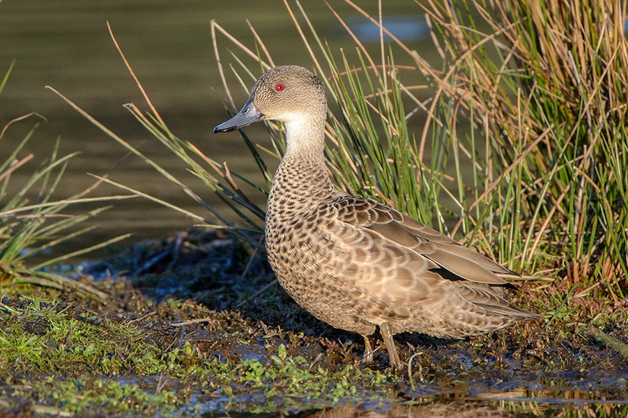 Grey teal | Tētē-moroiti. Adult on land. Lake Okareka, August 2012. Image © Tony Whitehead by Tony Whitehead.