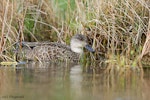 Grey teal | Tētē-moroiti. Adult. Lake Alexandrina, Canterbury, October 2008. Image © Neil Fitzgerald by Neil Fitzgerald.