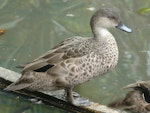 Grey teal | Tētē-moroiti. Adult. Hamilton Zoo, October 2011. Image © Alan Tennyson by Alan Tennyson.