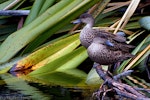 Grey teal | Tētē-moroiti. Adults roosting. Queen Elizabeth Park, September 2016. Image © Paul Le Roy by Paul Le Roy.