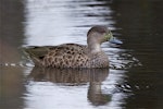 Grey teal | Tētē-moroiti. Adult. Otukaikeno wetland, Christchurch, April 2014. Image © Steve Attwood by Steve Attwood.