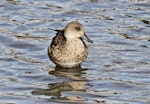 Grey teal | Tētē-moroiti. Front view of adult. Te Awanga, May 2012. Image © Dick Porter by Dick Porter.