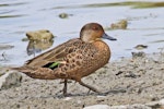 Grey teal | Tētē-moroiti. Adult. Te Awanga, November 2011. Image © Dick Porter by Dick Porter.