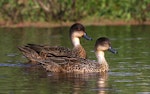 Grey teal | Tētē-moroiti. Adults. Wanganui, October 2010. Image © Ormond Torr by Ormond Torr.