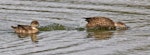 Grey teal | Tētē-moroiti. Adults displaying on water. Nelson sewage ponds, February 2015. Image © Rebecca Bowater by Rebecca Bowater FPSNZ AFIAP.