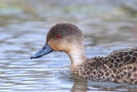 Grey teal | Tētē-moroiti. Adult with stained face. Pauatahanui Inlet, November 2016. Image © George Hobson by George Hobson.