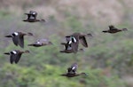 Grey teal | Tētē-moroiti. Flock in flight. Poingam - extreme north of the mainland of New Caledonia, August 2012. Image © Olivier Hebert by Olivier Hebert.