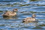 Grey teal | Tētē-moroiti. Adult pair. Waiau River, Manapouri, January 2017. Image © Anja Köhler by Anja Köhler.