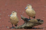 Grey teal | Tētē-moroiti. Adult. Newcastle, New South Wales, February 2015. Image © Mark Lethlean by Mark Lethlean.