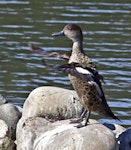 Grey teal | Tētē-moroiti. Adult flapping its wings. Nelson sewage ponds, April 2015. Image © Rebecca Bowater by Rebecca Bowater FPSNZ AFIAP.