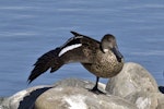 Grey teal | Tētē-moroiti. Adult stretching its wing. Nelson sewage ponds, April 2015. Image © Rebecca Bowater by Rebecca Bowater FPSNZ AFIAP.