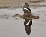 Grey teal | Tētē-moroiti. Adult in flight. March 2017. Image © Glenn Pure 2017 birdlifephotography.org.au by Glenn Pure.