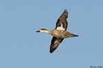 Grey teal | Tētē-moroiti. Adult bird in flight showing underwing pattern. Ashley estuary, Canterbury, May 2016. Image © Mike Ashbee by Mike Ashbee.