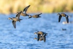 Grey teal | Tētē-moroiti. Flock in flight showing ventral and dorsal wing view. Lake Okareka, June 2012. Image © Tony Whitehead by Tony Whitehead.