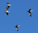 Grey teal | Tētē-moroiti. Ventral views of adults in flight. Wanganui, April 2009. Image © Ormond Torr by Ormond Torr.