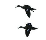 Grey teal | Tētē-moroiti. Dorsal view of adults in flight. Wanganui, October 2009. Image © Ormond Torr by Ormond Torr.