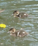 Grey teal | Tētē-moroiti. Downy chicks. Hamilton Zoo, October 2011. Image © Alan Tennyson by Alan Tennyson.