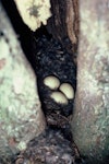 Grey teal | Tētē-moroiti. Eggs. Lake Whangape, October 1980. Image © Department of Conservation ( image ref: 10029837 ) by John Kendrick Department of Conservation.