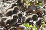 Grey teal | Tētē-moroiti. Downy ducklings (captive birds). Hamilton Zoo, August 2013. Image © Raewyn Adams by Raewyn Adams.