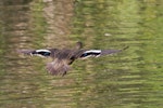 Grey teal | Tētē-moroiti. Adult captive bird in flight. Hamilton Zoo, August 2013. Image © Raewyn Adams by Raewyn Adams.