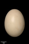 Grey teal | Tētē-moroiti. Egg 48.9 x 36.1 mm (NMNZ OR.007433, collected by Charles Fleming). Carterton, Wairarapa, October 1950. Image © Te Papa by Jean-Claude Stahl.