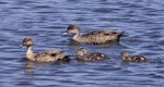 Grey teal | Tētē-moroiti. Pair with ducklings. Nelson sewage ponds, November 2016. Image © Rebecca Bowater by Rebecca Bowater FPSNZ AFIAP.