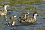 Grey teal | Tētē-moroiti. Pair with five ducklings. Wylies Road, Foxton Beach, November 2007. Image © Alex Scott by Alex Scott.