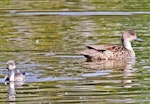 Grey teal | Tētē-moroiti. Adult and duckling. Te Awanga, October 2011. Image © Dick Porter by Dick Porter.