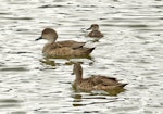 Grey teal | Tētē-moroiti. Adults with duckling. Nelson sewage ponds, November 2013. Image © Rebecca Bowater FPSNZ by Rebecca Bowater FPSNZ.