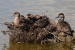 Grey teal | Tētē-moroiti. Adults resting with young. Westshore Lagoon, Napier, November 2013. Image © Adam Clarke by Adam Clarke.