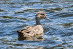 Grey teal | Tētē-moroiti. Juvenile, about 4 months old. Waiau River, Manapouri, January 2017. Image © Anja Köhler by Anja Köhler.