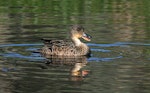 Grey teal | Tētē-moroiti. Adult calling. Wanganui, September 2008. Image © Ormond Torr by Ormond Torr.