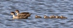 Grey teal | Tētē-moroiti. Pair with ducklings. Nelson sewage ponds, October 2014. Image © Rebecca Bowater by Rebecca Bowater FPSNZ AFIAP.