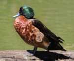 Chestnut teal. Adult male. Laratinga Wetlands, South Australia, January 2018. Image © John Fennell by John Fennell.