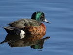 Chestnut teal. Adult male. Jerrabomberra Wetlands, Canberra, ACT, Australia, July 2019. Image © R.M. by R.M..