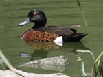 Chestnut teal. Adult male. Laratinga Wetlands, South Australia, February 2015. Image © John Fennell by John Fennell.