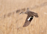 Chestnut teal. Female in flight. Panboola Reserve, Pambula, New South Wales, September 2017. Image © Glenn Pure 2017 birdlifephotography.org.au by Glenn Pure.