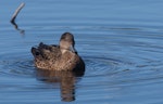 Chestnut teal. Adult female. Coolart, Victoria, Australia, August 2011. Image © Sonja Ross by Sonja Ross.