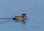 Chestnut teal. Adult female. Alice Springs Wastewater Ponds, Australia, September 2015. Image © Alan Tennyson by Alan Tennyson.